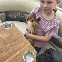 Goldendoodle Puppies from Providence Ranches