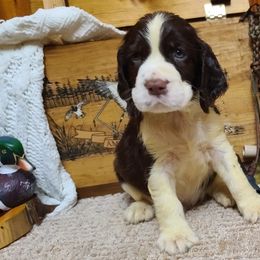 English Springer Spaniel Puppies from J&R Springers