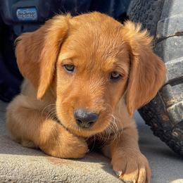 Golden Retriever puppies from High Country Golden Retrievers