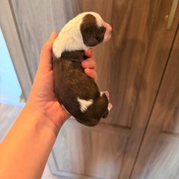 Chocolate parti male 2 - Parti male Goldendoodle puppy in Vallejo, California from Well Rooted Doodles