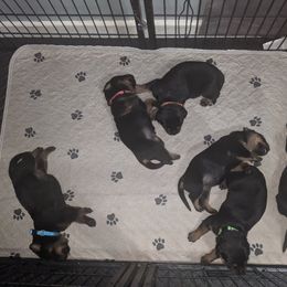 Rottweiler Puppies from Supreme Rottweilers
