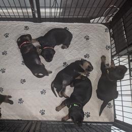 Rottweiler Puppies from Supreme Rottweilers