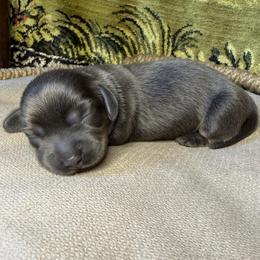 Cinder - Blue and tan female Dachshund puppy in Washburn, Tennessee from Broken Arrow Miniature Dachshunds