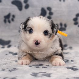 Iris - Yellow Collar - Blue merle Miniature Australian Shepherd puppy in Lacombe, Louisiana from Indigo River Toy & Mini Aussies