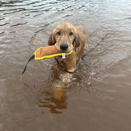 Girl 3 - Golden Retriever puppy in Fieldale, Virginia from Interlock Goldens