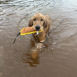 Girl 3 - Golden Retriever puppy in Fieldale, Virginia from Interlock Goldens