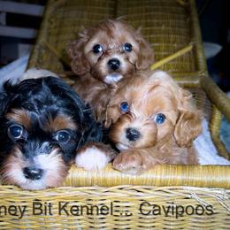 Cavalier King Charles Spaniel, Cavapoo, and Poodle Puppies from Honey Bit Kennels