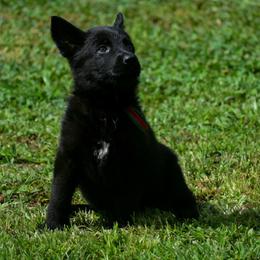 Black girl - Black female German Shepherd puppy in Clarkrange, Tennessee from Vom Wolff