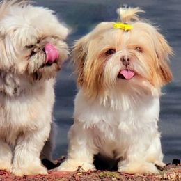 Mango  🥭 - Shih Tzu