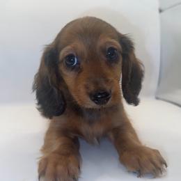 Ruby - Sable female Dachshund puppy in California from Kindle & Burrow Dachshunds