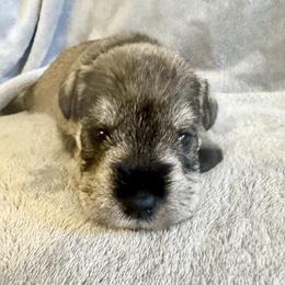 Purple Ribbon Girl - Salt and pepper female Miniature Schnauzer puppy in Floyd, Virginia from Little River Puppies