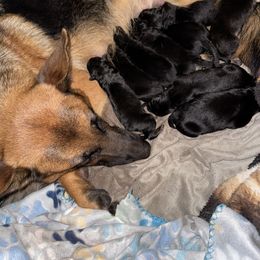 German Shepherd Puppies from Von Arc German Shepherds