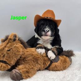 Jasper - Tri-color male Bernedoodle puppy in Summerville, South Carolina from Channys Doodles