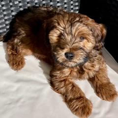 Cavapoo and Whoodle Puppies from Perfect Pawzabilities