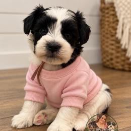 Maisie - Parti female Miniature Schnauzer puppy in Magalia, California from NorCal Schnauzers