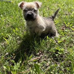 Cairn Terrier Puppies from Fae Hallow