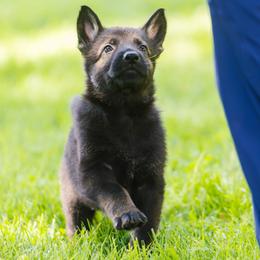 German Shepherd Puppies from Faoladh German Shepherds