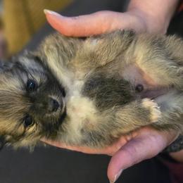Grogu - Beaver male Pomeranian puppy in Newport News, Virginia from Itty Bitty Poms