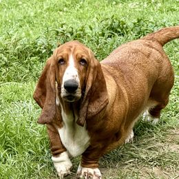 Penny - Basset Hound