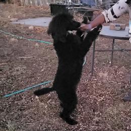 Magic - Poodle