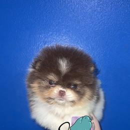Cinderella- 4500.00 dollars - Chocolate parti female Pomeranian puppy in Perry County, Ohio from Speechless Pom’s