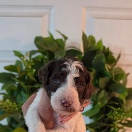 Lady Liberty - Parti female Poodle puppy in Plainfield, New Jersey from Caris Paws Poodles and Labradoodles