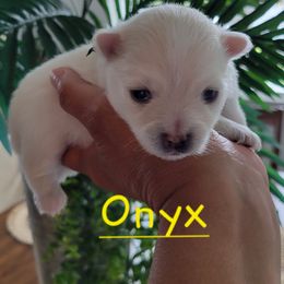AKC - Onyx - Cream female Pomeranian puppy in Bolivia, North Carolina from Red Wagon Pomeranians