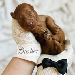 MINI Dasher - Red  male Goldendoodle puppy in Naples, Florida from Paradise Coast Doodles