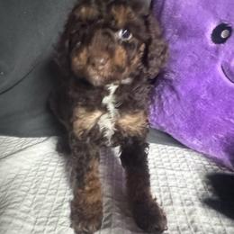 Brown phantom with white chest - Phantom female Poodle puppy in Cullman, Alabama from Darlynda May