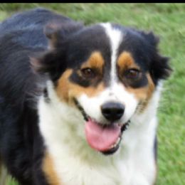 Scars - Australian Shepherd