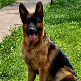 Nyx - German Shepherd