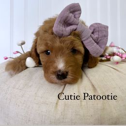 Bernedoodle, Cavapoo, Goldendoodle, and Poodle Puppies from Gypsi Doodles & Poodles