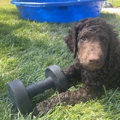 Tahoe - Liver male Curly-Coated Retriever puppy in Salt Lake City, Utah from Betacoil Curly Coated Retrievers