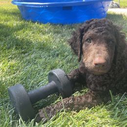 Tahoe - Liver male Curly-Coated Retriever puppy in Salt Lake City, Utah from Betacoil Curly Coated Retrievers