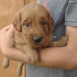 Boy 2 - Dark golden male Golden Retriever puppy in Grand Meadow, Minnesota from Root River Retrievers