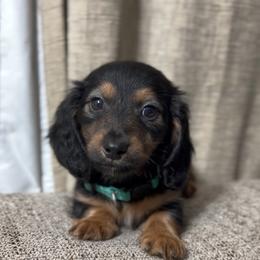 Boy 3 - Blue and tan male Dachshund puppy in Bakersfield, California from KC Doxies
