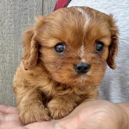 Cavalier King Charles Spaniel puppies from Taliaferro Kennel