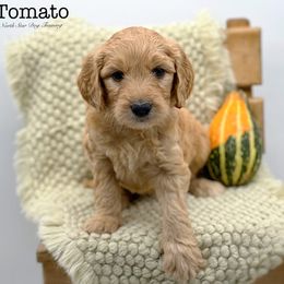 Tomato - Red  Goldendoodle puppy in Lancaster, Minnesota from North Star Dog Training