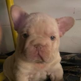 Pink collar girl. Dreamy girl - Cream female French Bulldog puppy in Roland, Oklahoma from Ruff it up frenchies