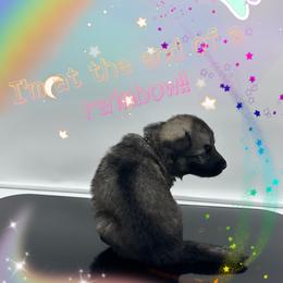 German Shepherd Puppies from Devon Rugerio's German Shepherds