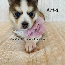 Pomsky Puppies from Goodness Gracious Pomskies