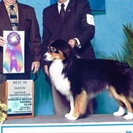 Australian Shepherd All Grown Up from Snowberry Point Aussies