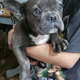 Purple collar 💜 - French Bulldog puppy in Monterey, Louisiana from McaysKennels