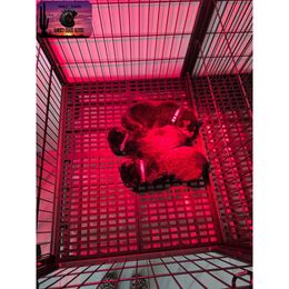 Rottweiler Puppies from Sunset State Rotts