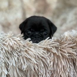 Bobby - Black female Pug puppy in Indian Trail, North Carolina from Natalya's Pugs