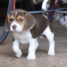 Beagle Puppies from Parmelee Beagles