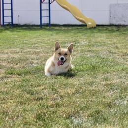 Dixie - Red female Pembroke Welsh Corgi puppy in Stockton, Utah from BW Corgis