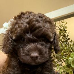 Chocolate girl - Red phantom female Aussiedoodle puppy in Valdosta, Georgia from Fifth Day Farm