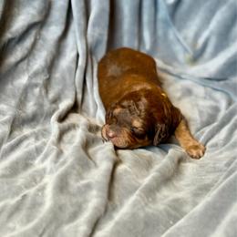 Fred - Phantom male Goldendoodle puppy in Twin Falls, Idaho from Burrow & Bone