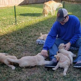 Golden Retriever Puppies from Sims Golden Retrievers